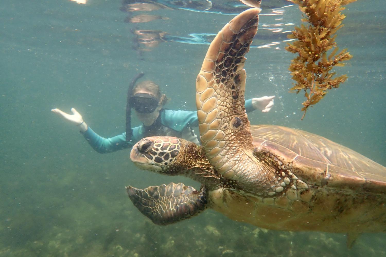 一名<a href='http://xiur5h.e-keicho.com'>全球十大赌钱排行app</a>学生在Galápagos群岛游学途中与一只巨龟游泳.